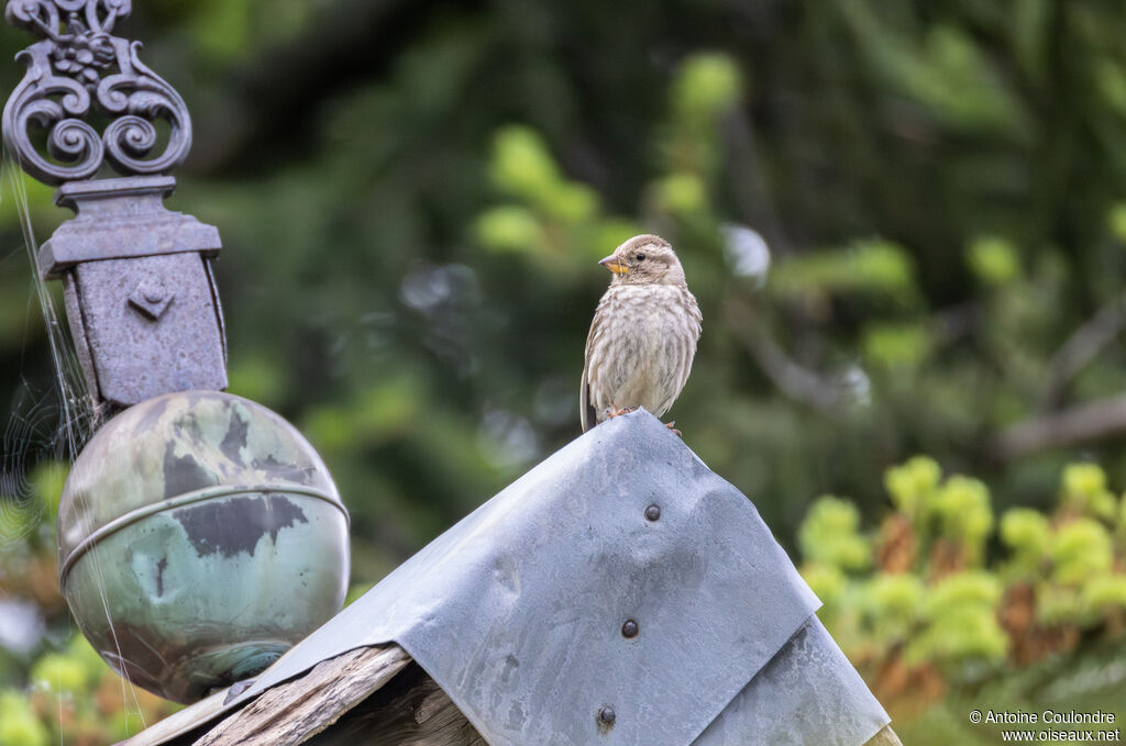 Rock Sparrow male adult breeding