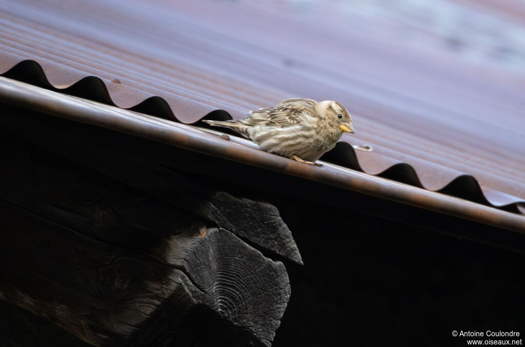 Moineau soulcieadulte nuptial