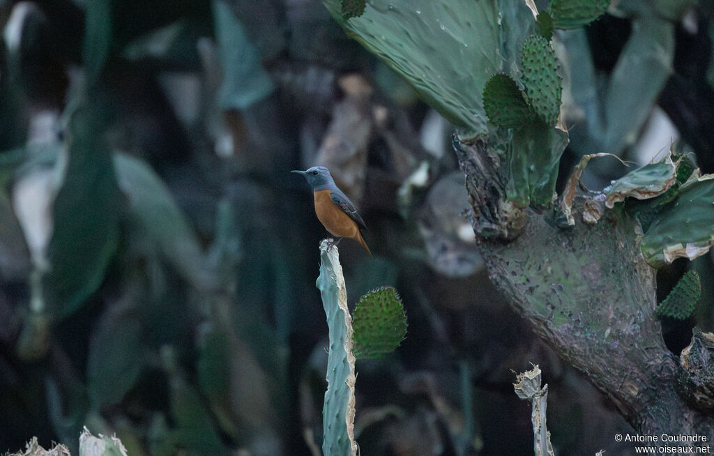 Short-toed Rock Thrushadult
