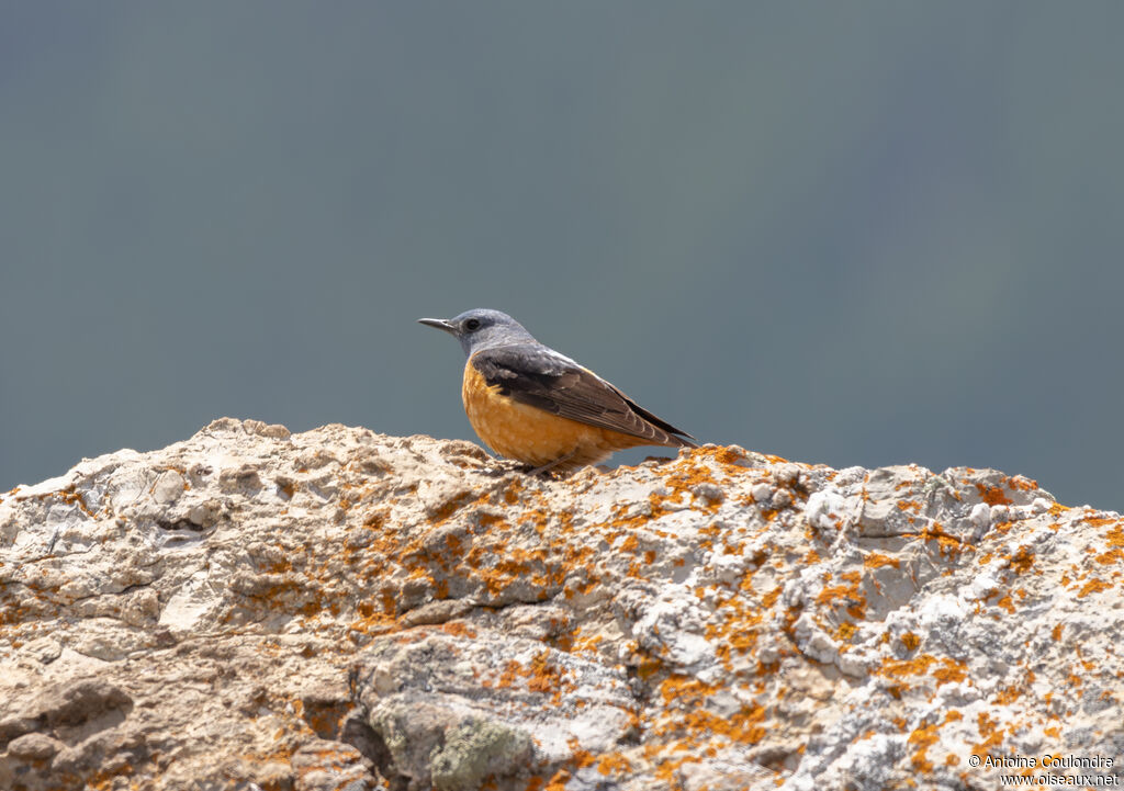 Common Rock Thrush male adult breeding, courting display