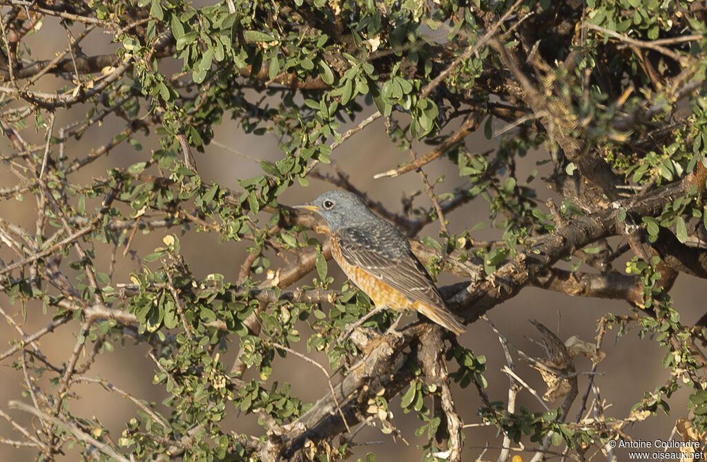 Common Rock Thrush male adult post breeding