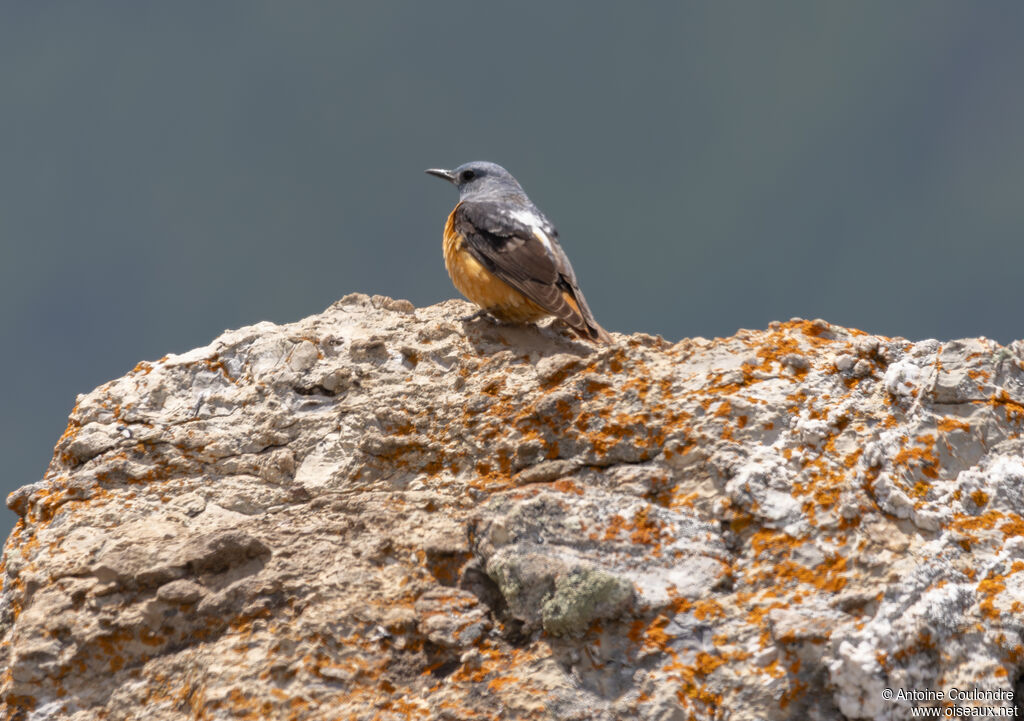 Common Rock Thrush male adult breeding, courting display