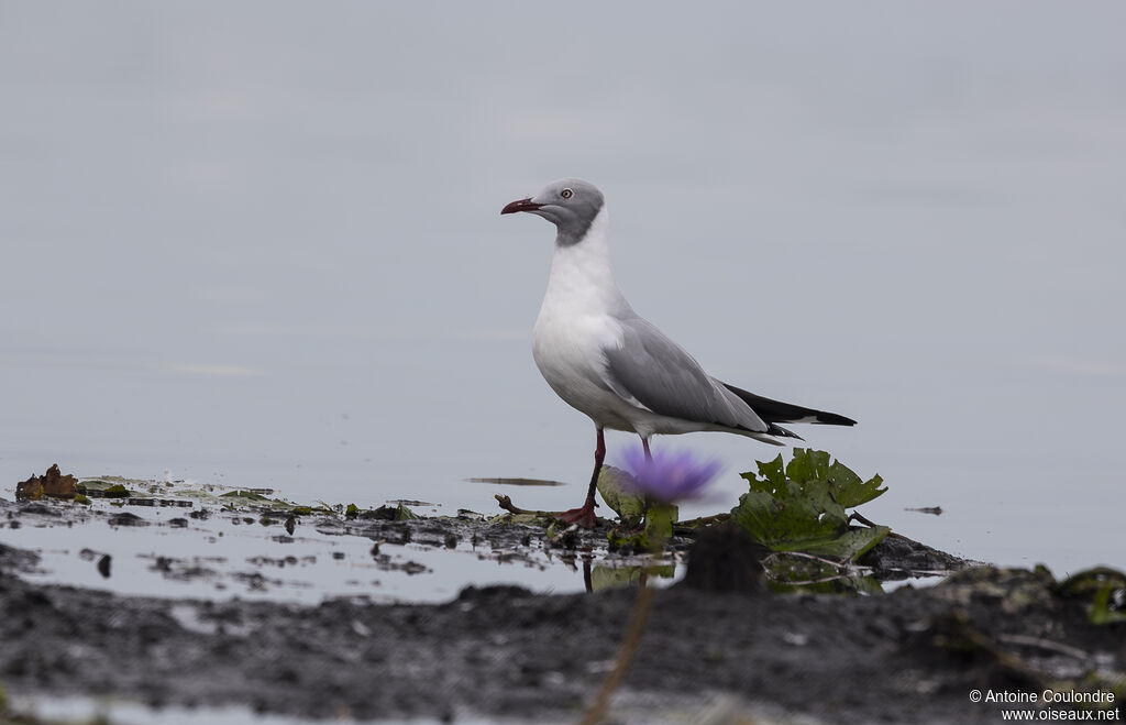 Grey-headed Gulladult