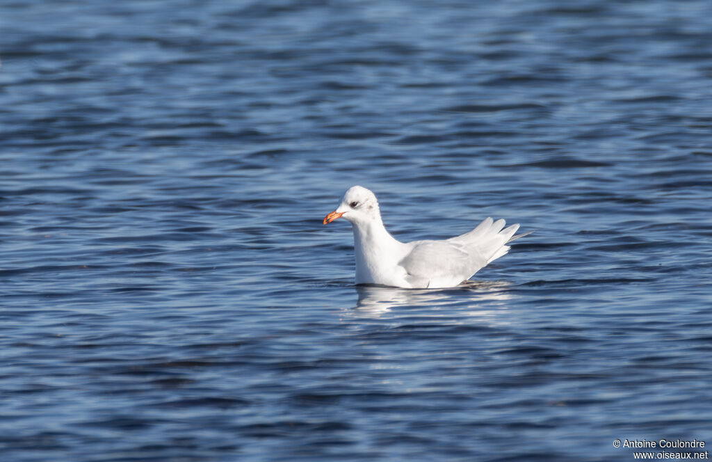 Mouette mélanocéphaleadulte internuptial