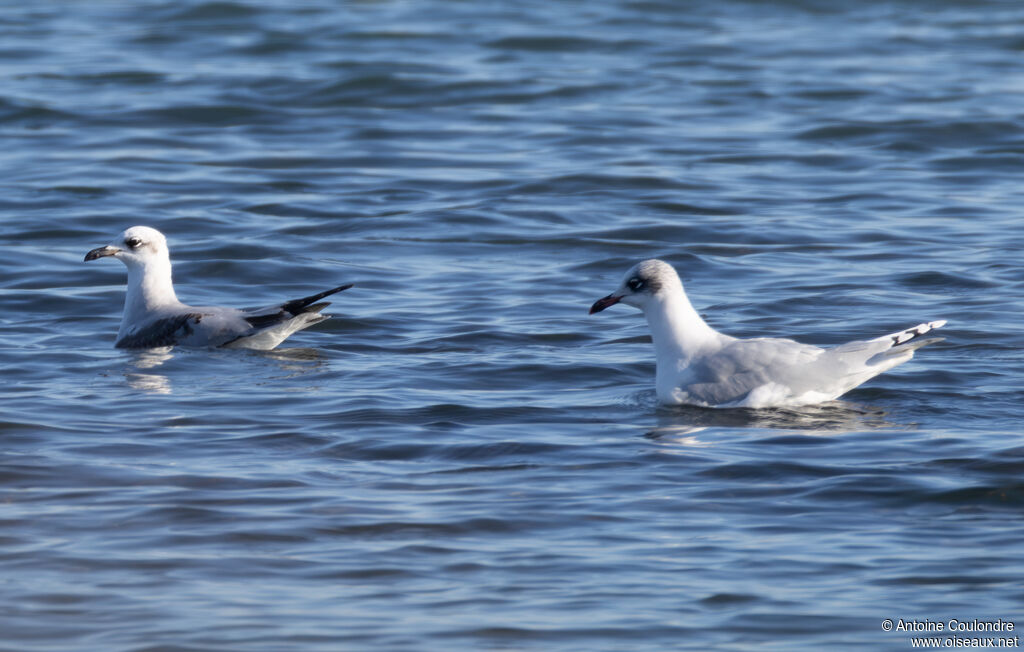 Mouette mélanocéphale1ère année