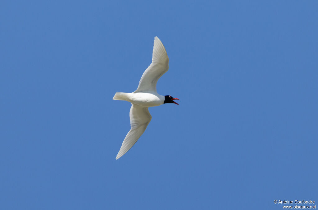 Mediterranean Gulladult breeding, Flight
