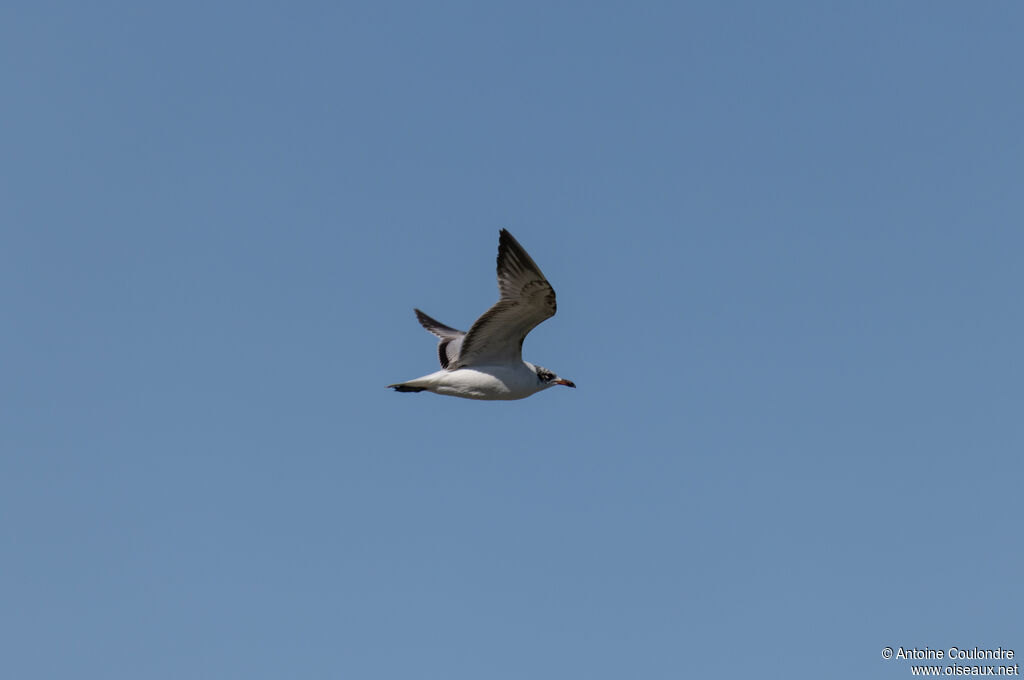 Mediterranean GullFirst year, Flight