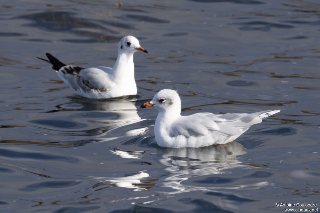 Mouette mélanocéphaleadulte internuptial