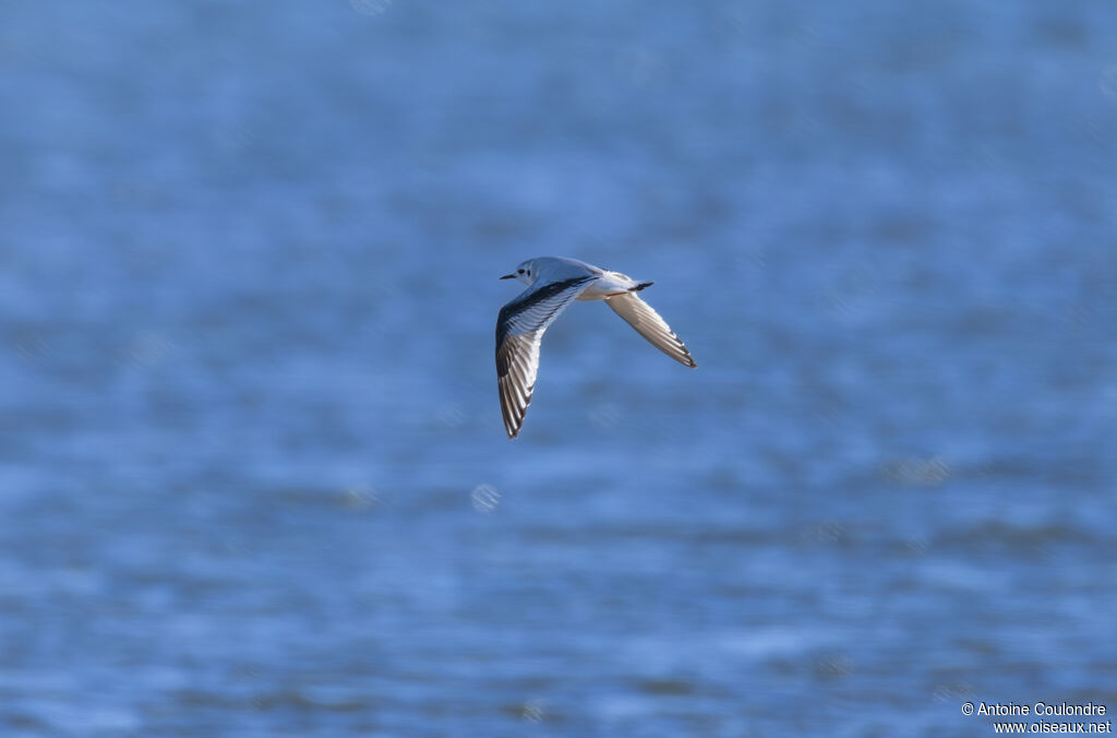 Little GullFirst year