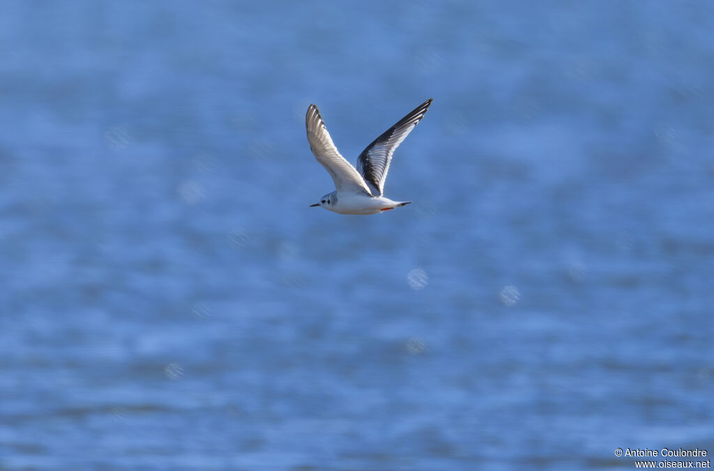 Little GullFirst year