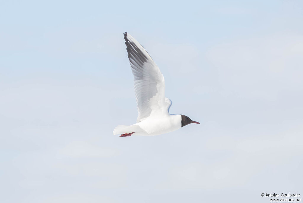Black-headed Gulladult breeding
