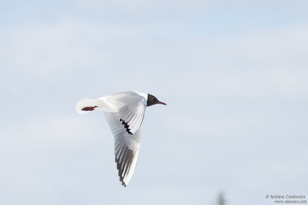 Mouette rieuseadulte nuptial, Vol
