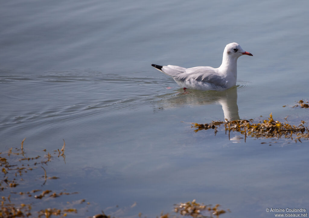 Mouette rieuseadulte internuptial