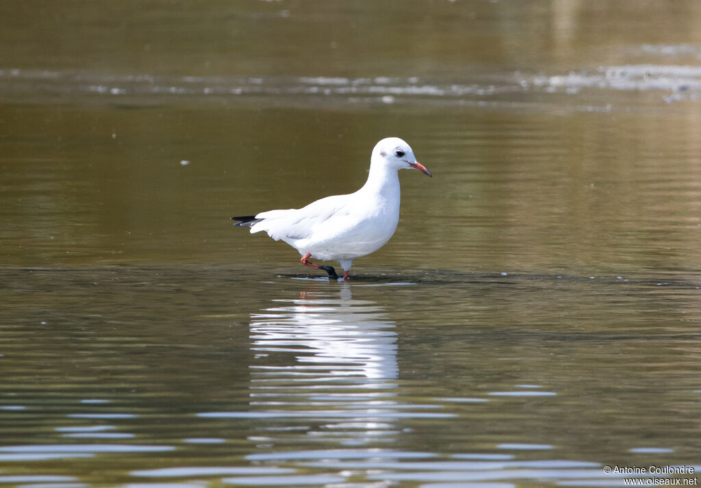 Mouette rieuseadulte internuptial