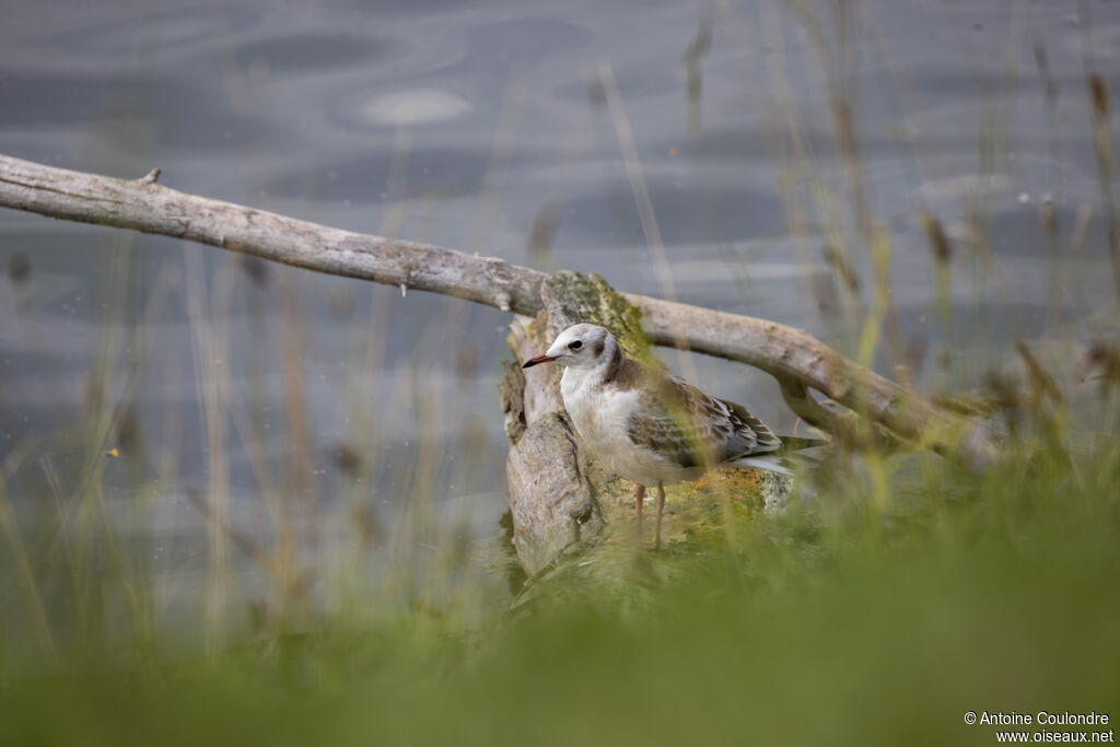 Mouette rieusejuvénile