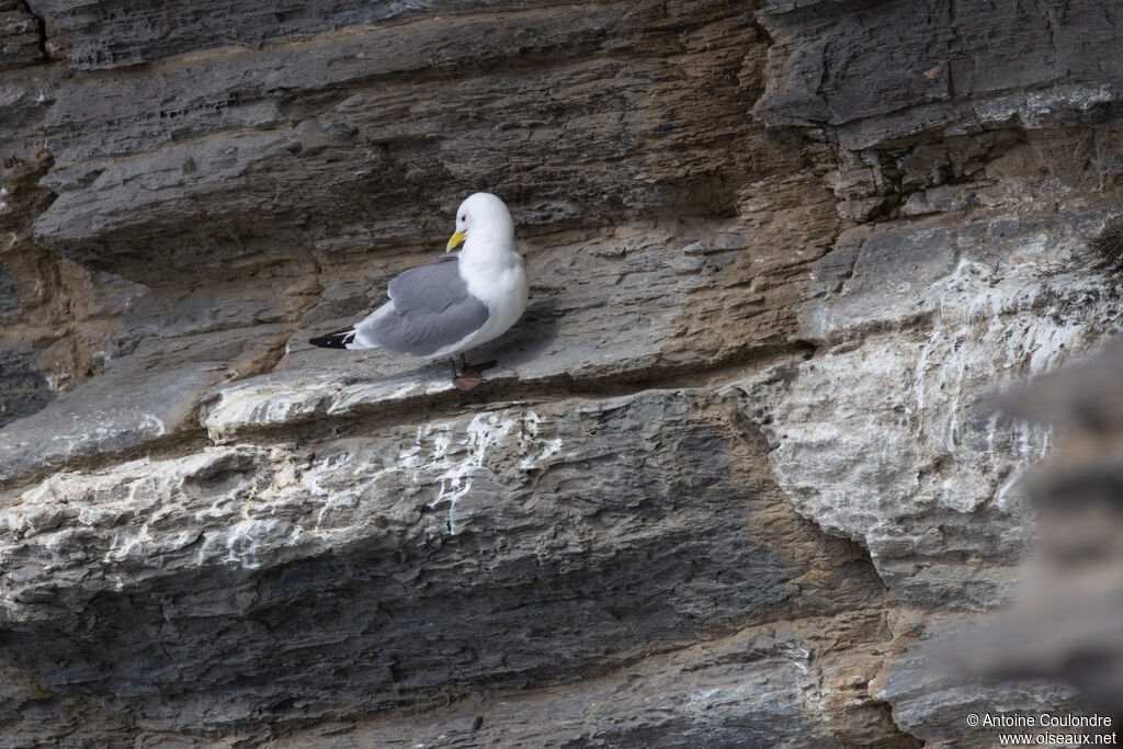 Mouette tridactyle