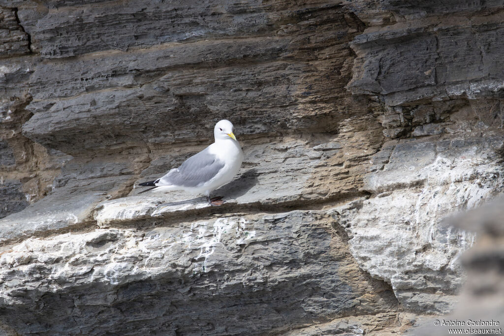 Mouette tridactyle