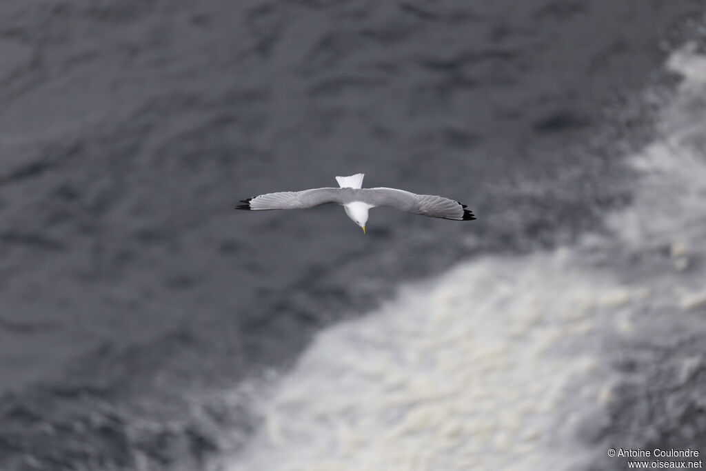 Mouette tridactyle