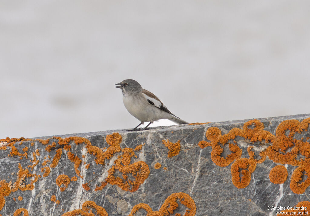White-winged Snowfinchadult breeding