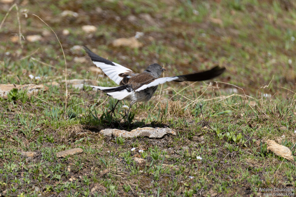 White-winged Snowfinchadult breeding, Flight