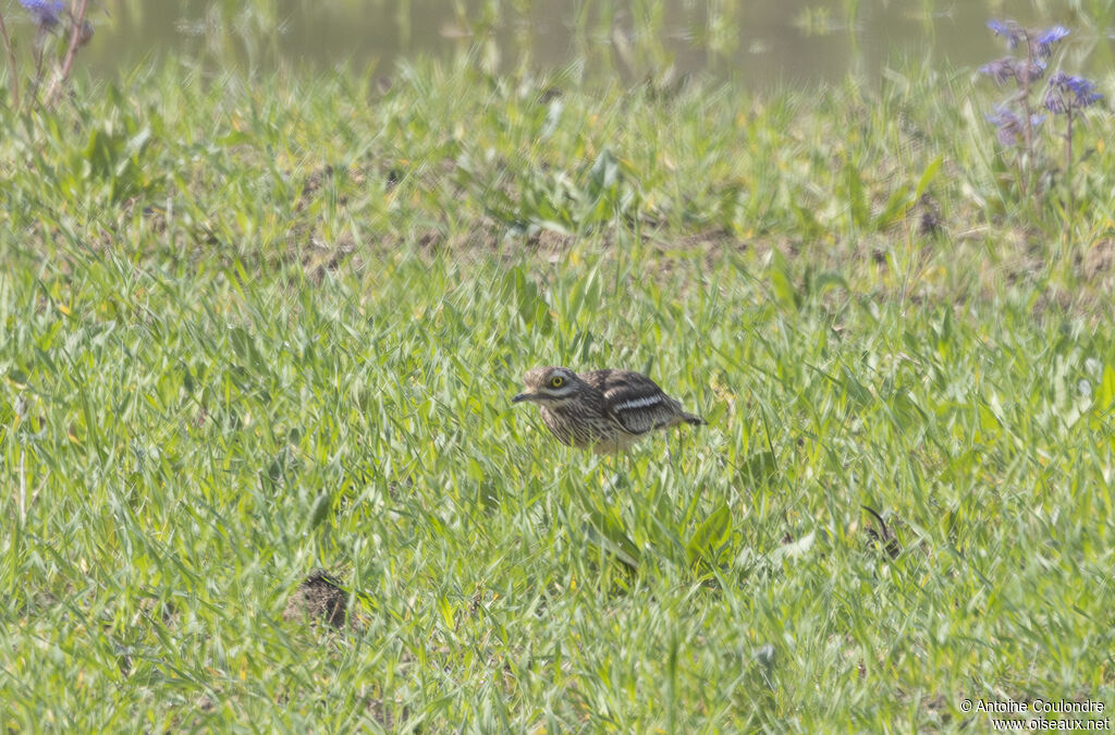 Eurasian Stone-curlewadult breeding