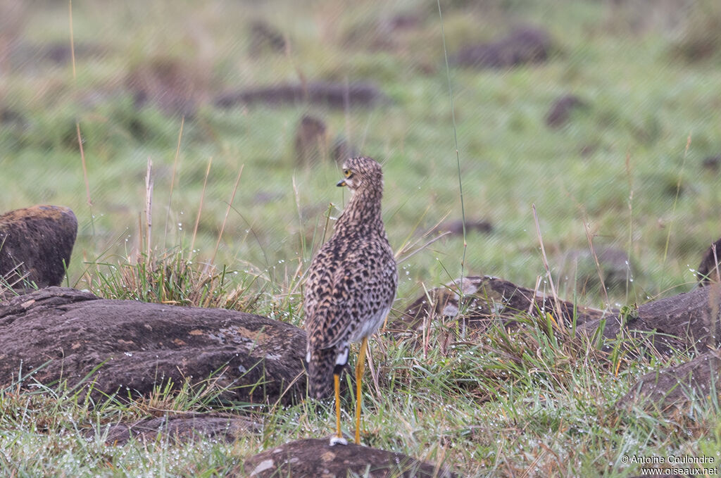 Spotted Thick-kneeadult
