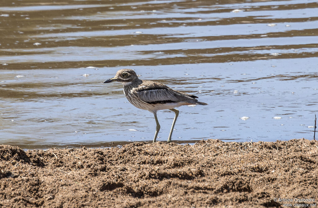 Water Thick-kneeadult, eats