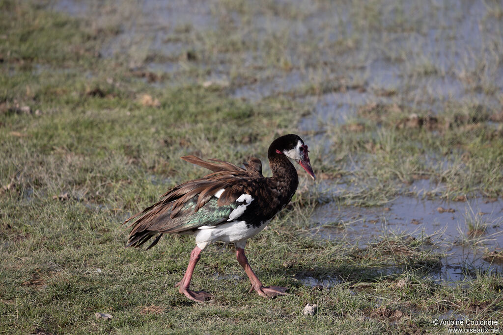 Spur-winged Gooseadult