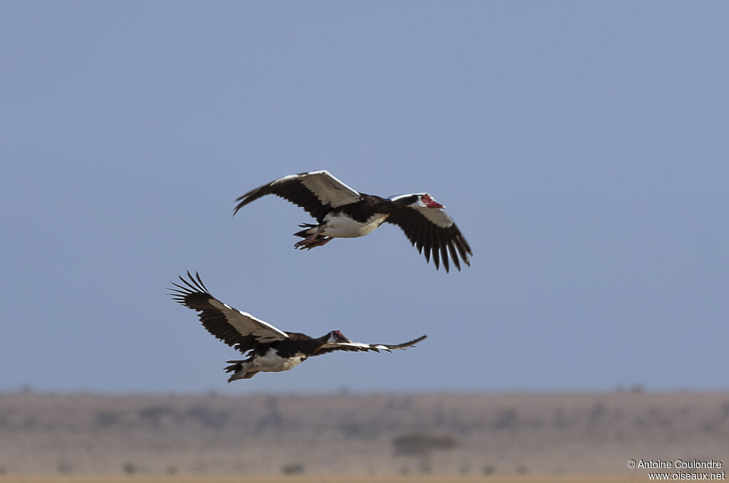 Spur-winged Gooseadult, Flight