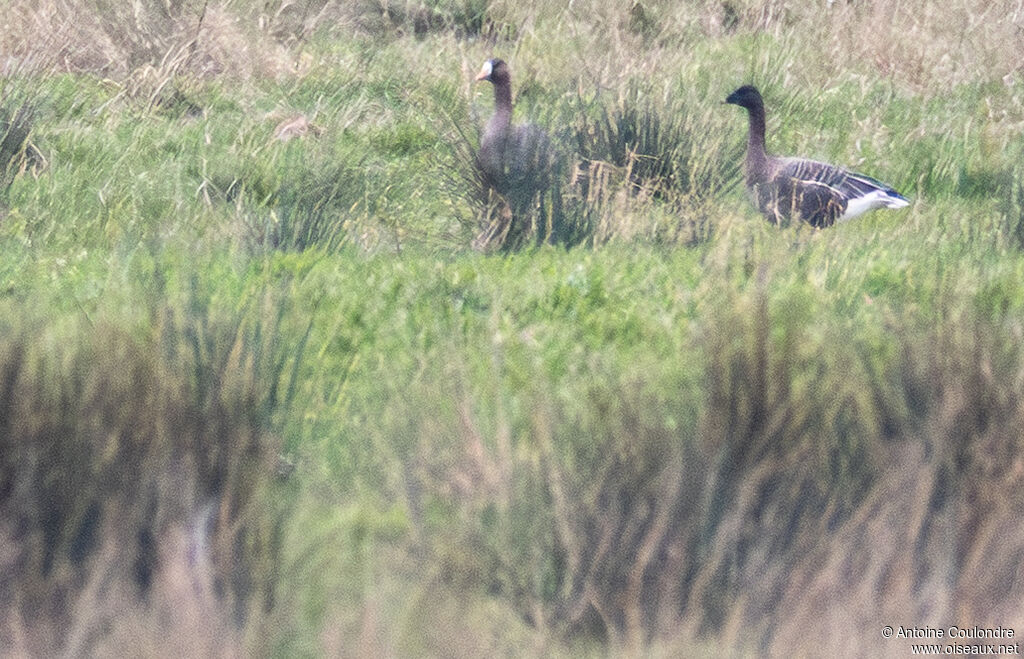 Oie à bec courtadulte