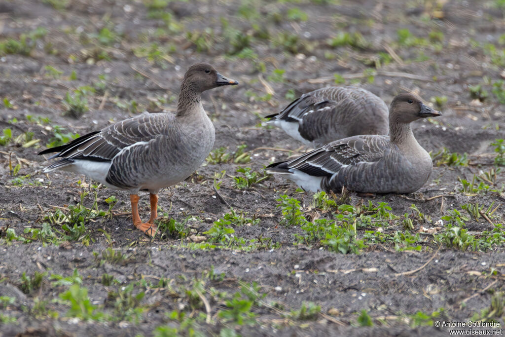 Tundra Bean Gooseadult