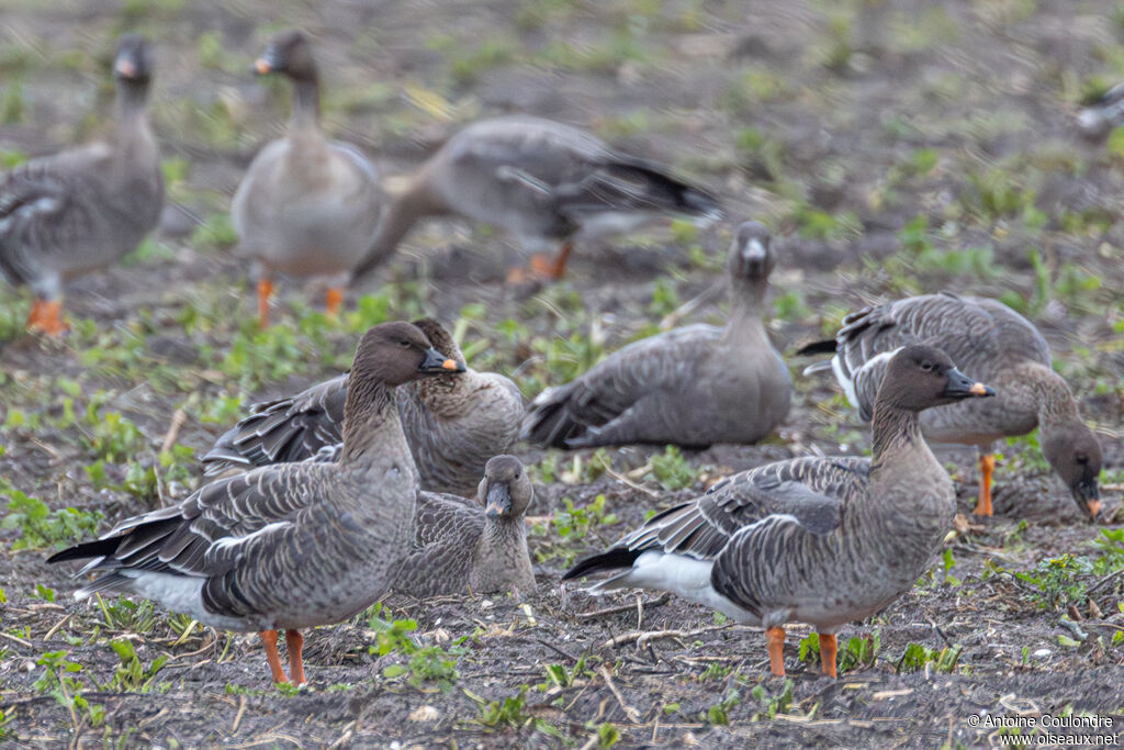 Tundra Bean Goose