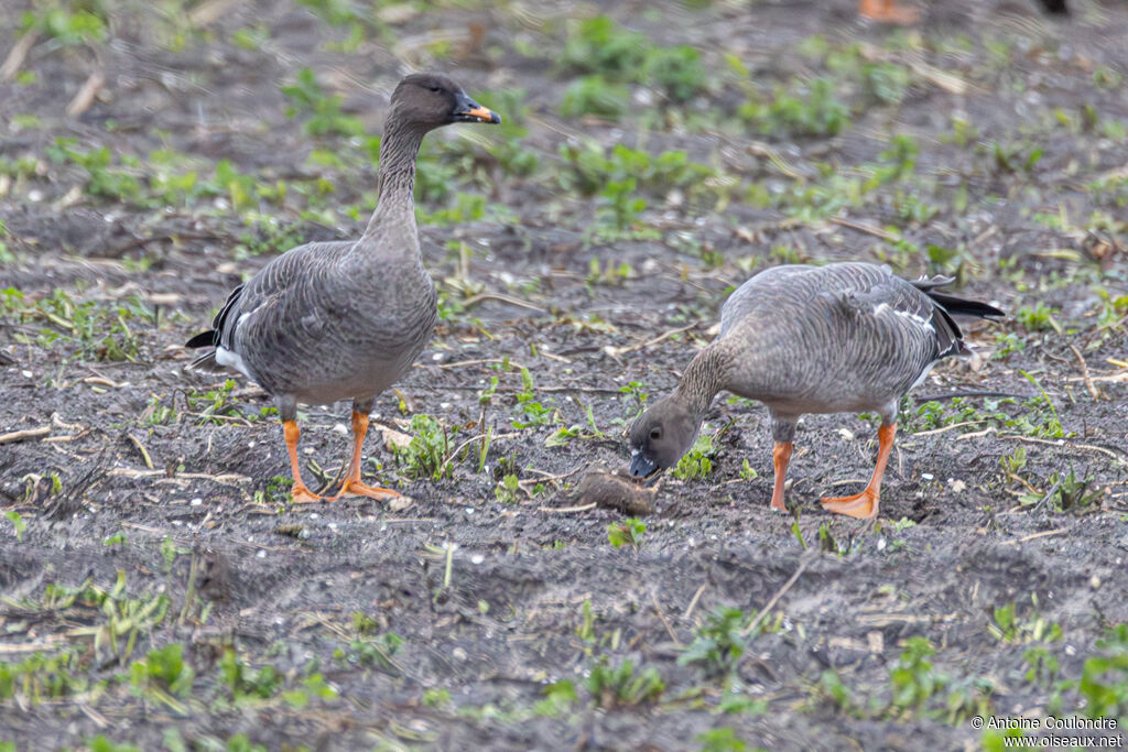 Tundra Bean Gooseadult