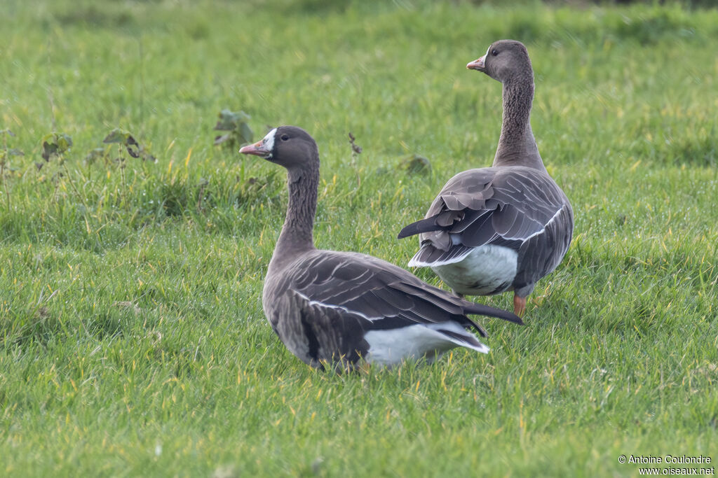 Greater White-fronted Goose
