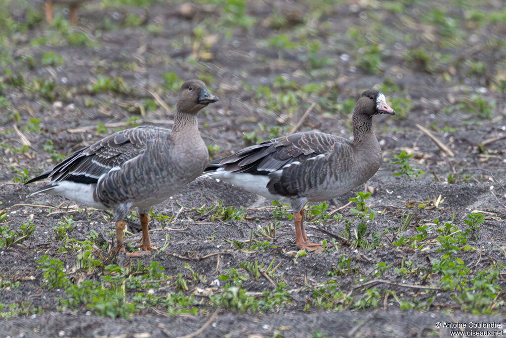 Greater White-fronted Gooseadult