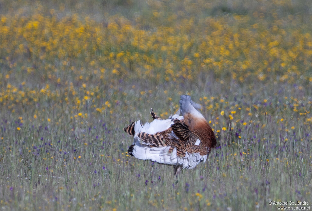 Great Bustard male adult breeding, courting display