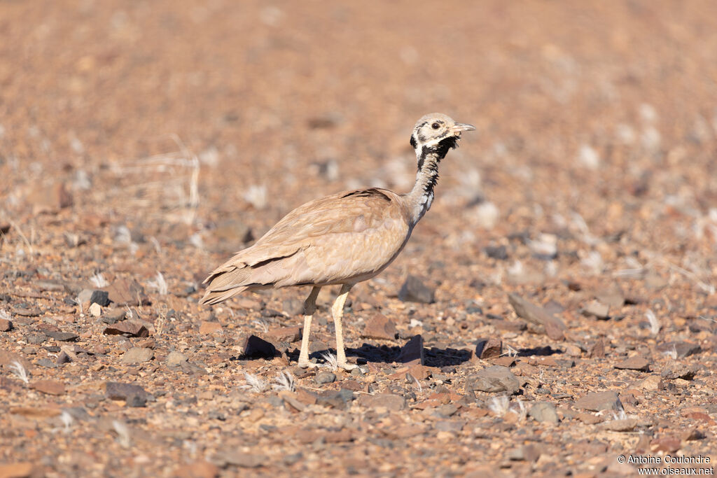 Rüppell's Korhaan male adult
