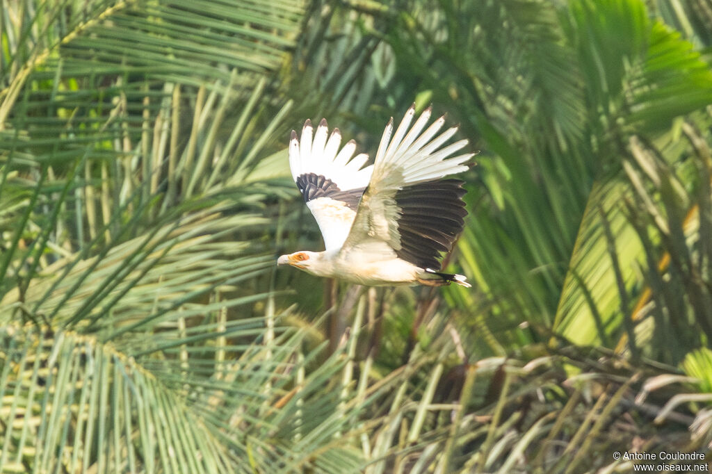 Palm-nut Vulture