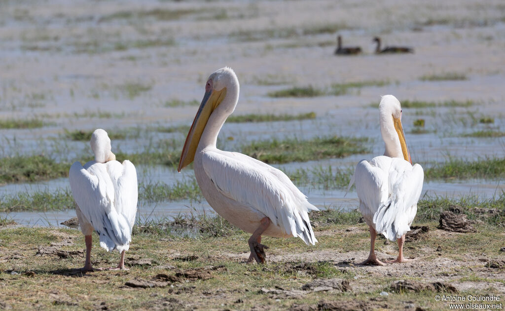 Great White Pelicanadult