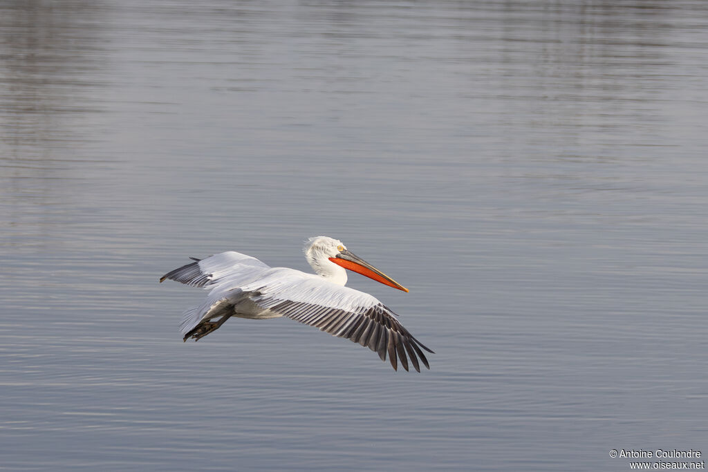Pélican frisé mâle adulte nuptial, Vol