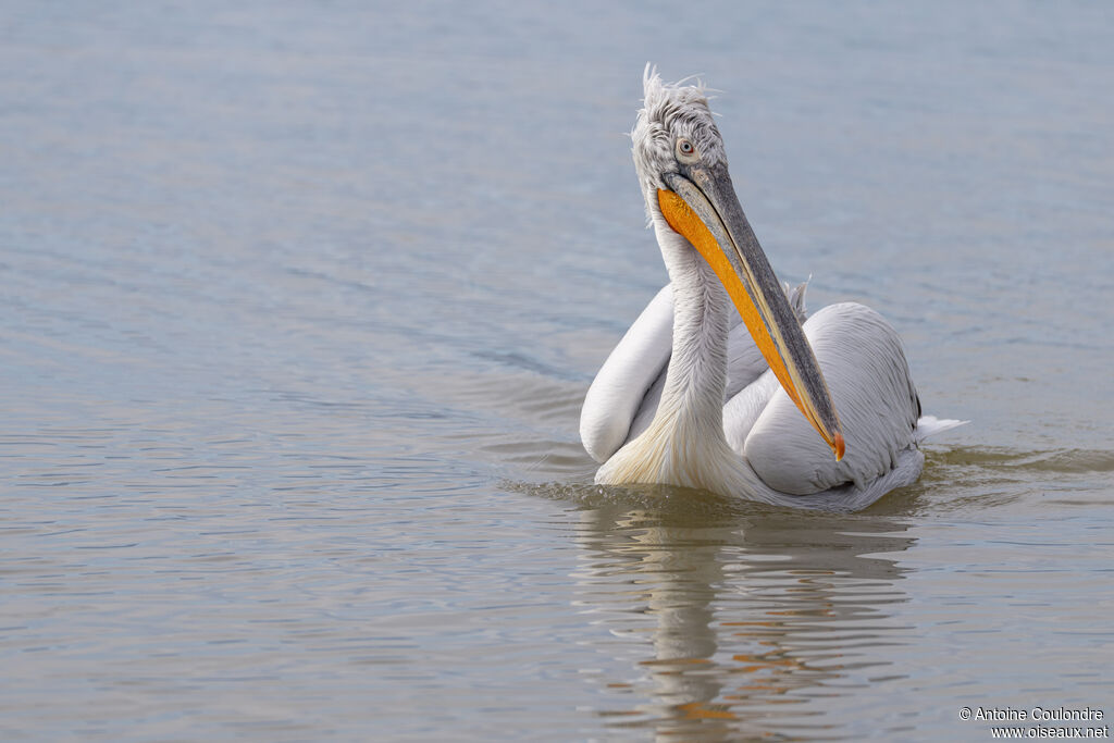 Pélican friséadulte internuptial