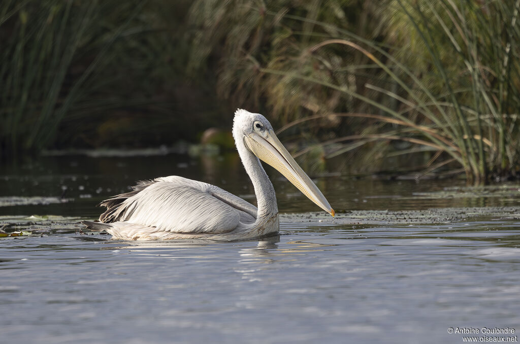 Pélican gris