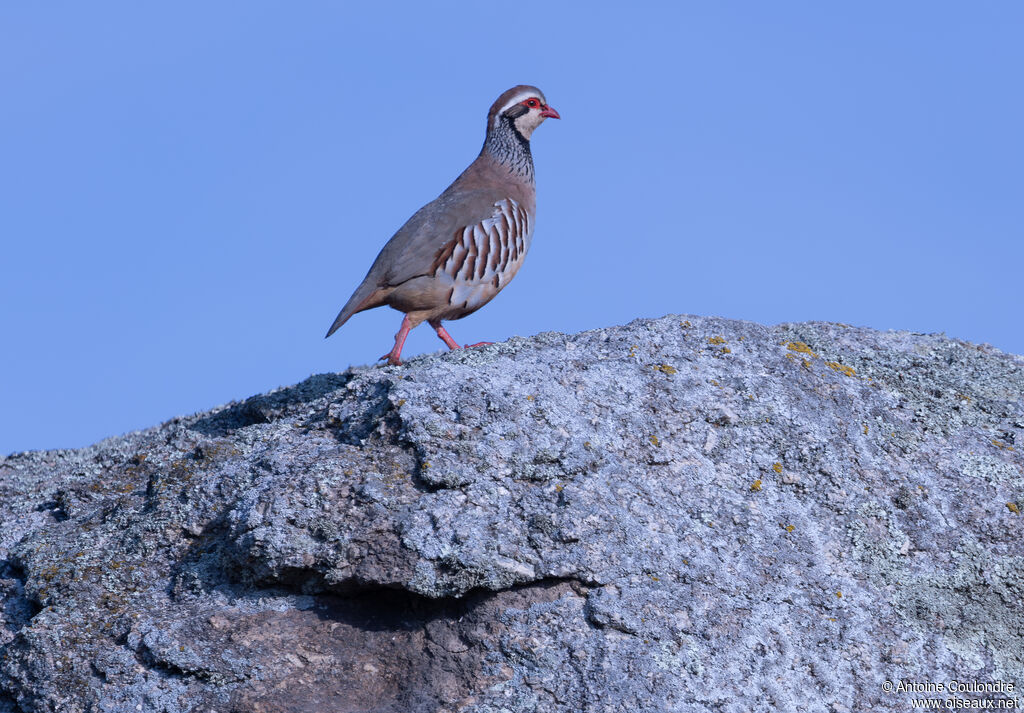 Red-legged Partridge male adult, courting display