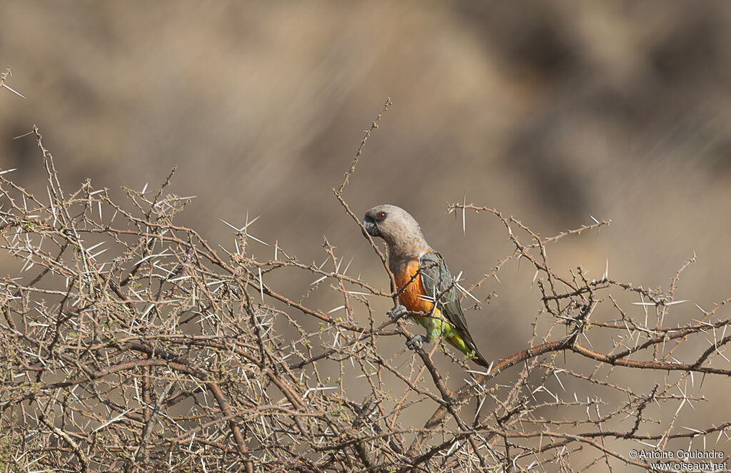 Red-bellied Parrot male adult breeding