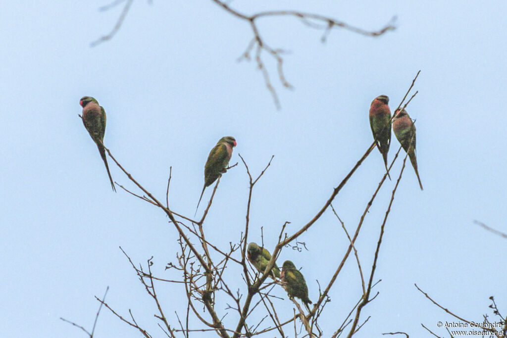 Red-breasted Parakeet
