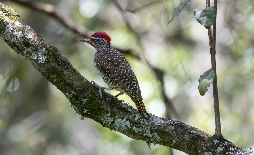 Nubian Woodpecker male adult