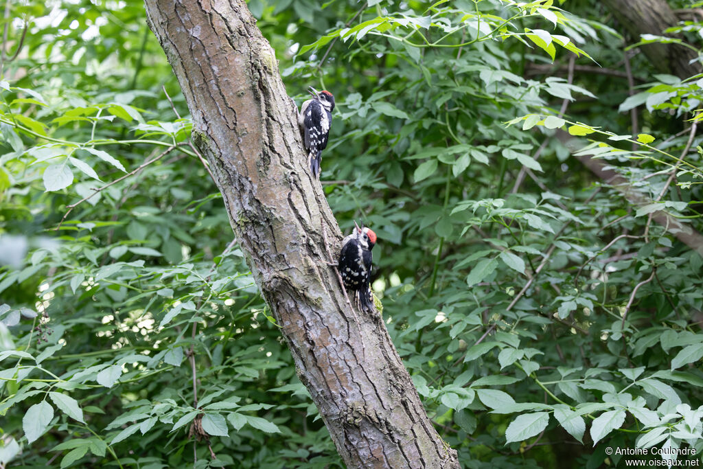 Pic épeichejuvénile