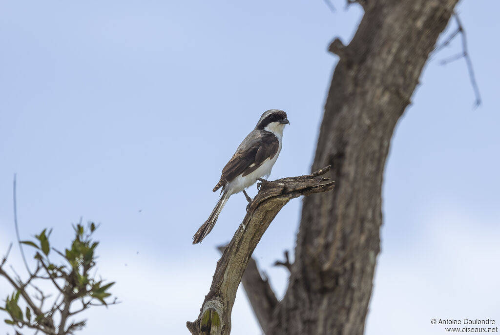 Grey-backed Fiscaladult