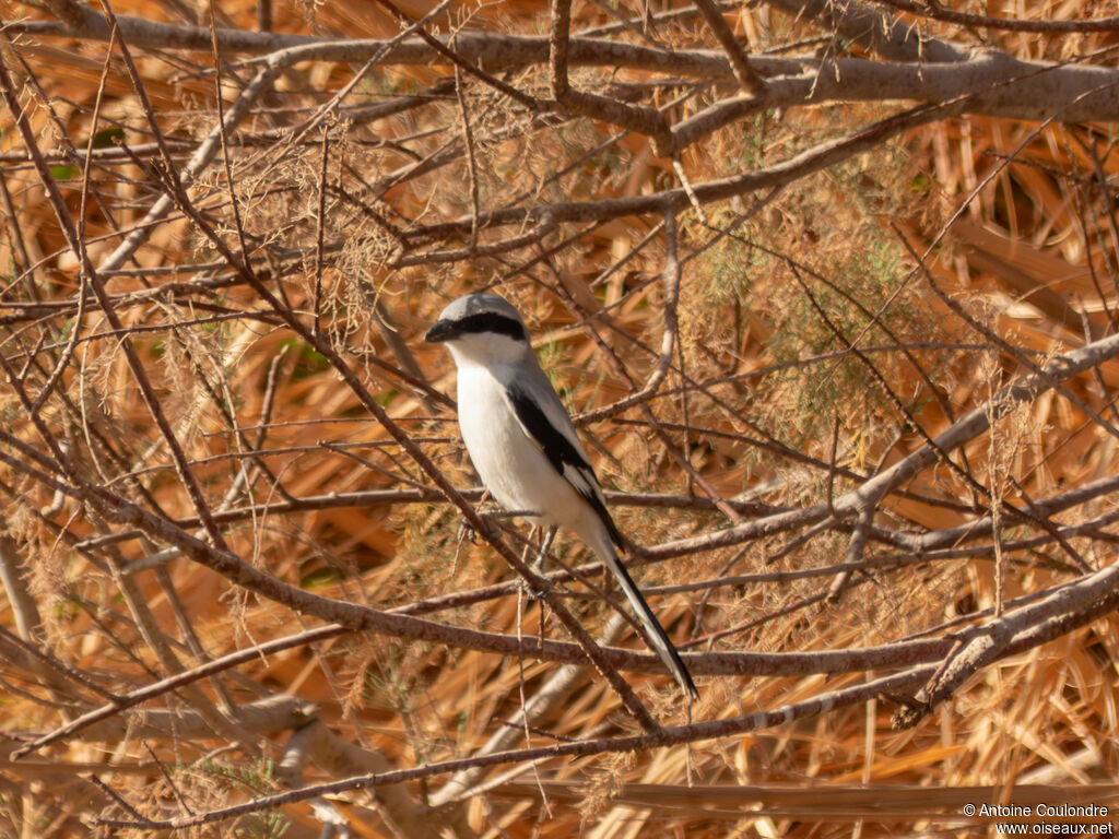 Great Grey Shrikeadult