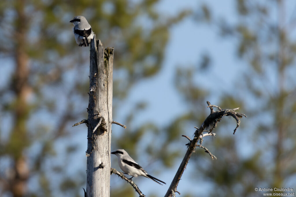 Pie-grièche griseadulte nuptial
